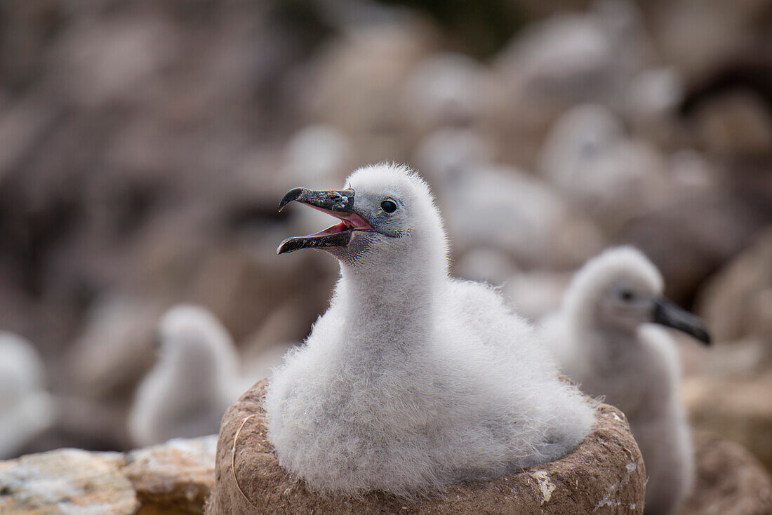 Junger Schwarzbrauenalbatros (Thalassarche melanophrys) im Nest, New Island, Falklandinseln, Britisches Überseegebiet, Südamerika