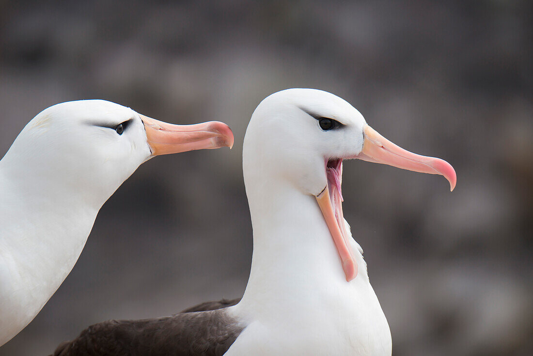 Black-browed albatrosses (Thalassarche melanophrys), New Island, Falkland Islands, British Overseas Territory