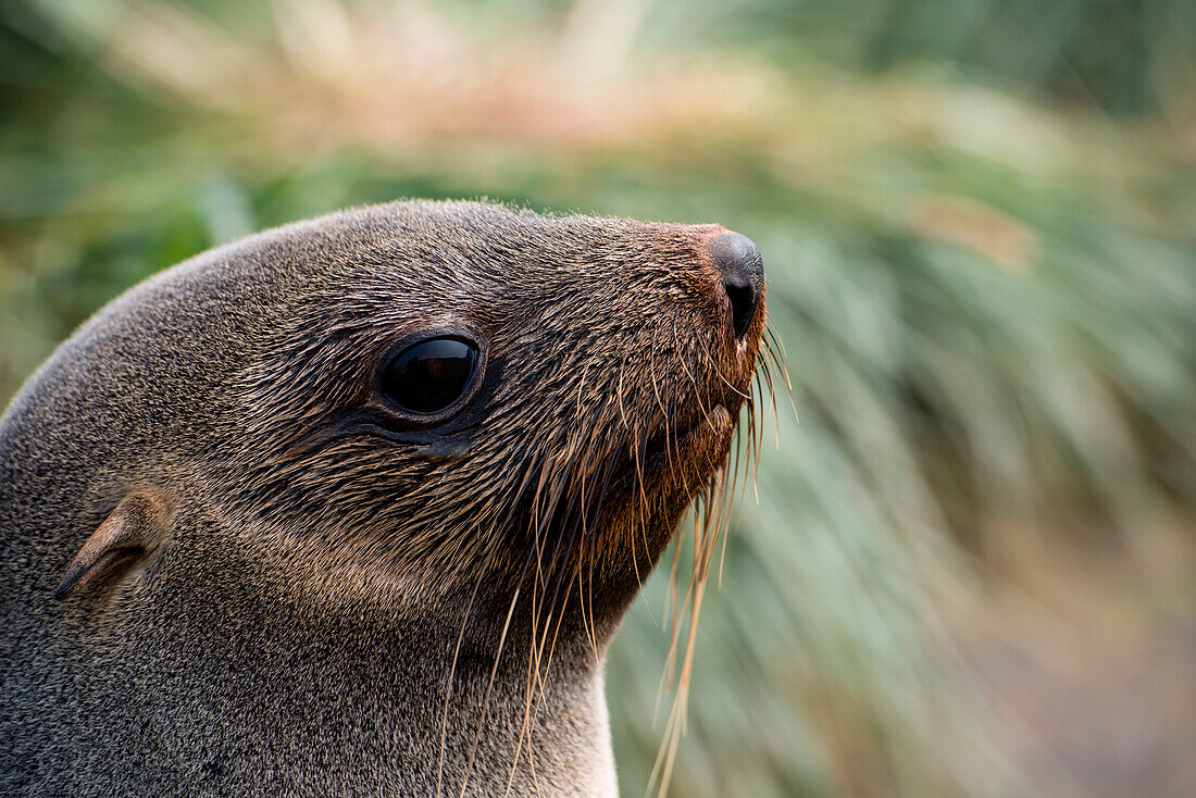 Portrait of a fur seal, Prion Island, near South Georgia Island, Antarctica