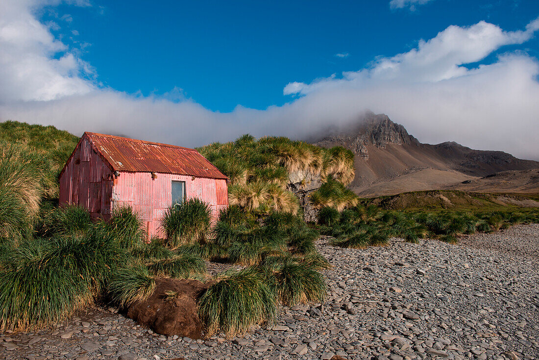 Pimkfarbene Hütte,welche als Übernachtungsquartier genutzt wird, Jason Harbour, Südgeorgien, Antarktis