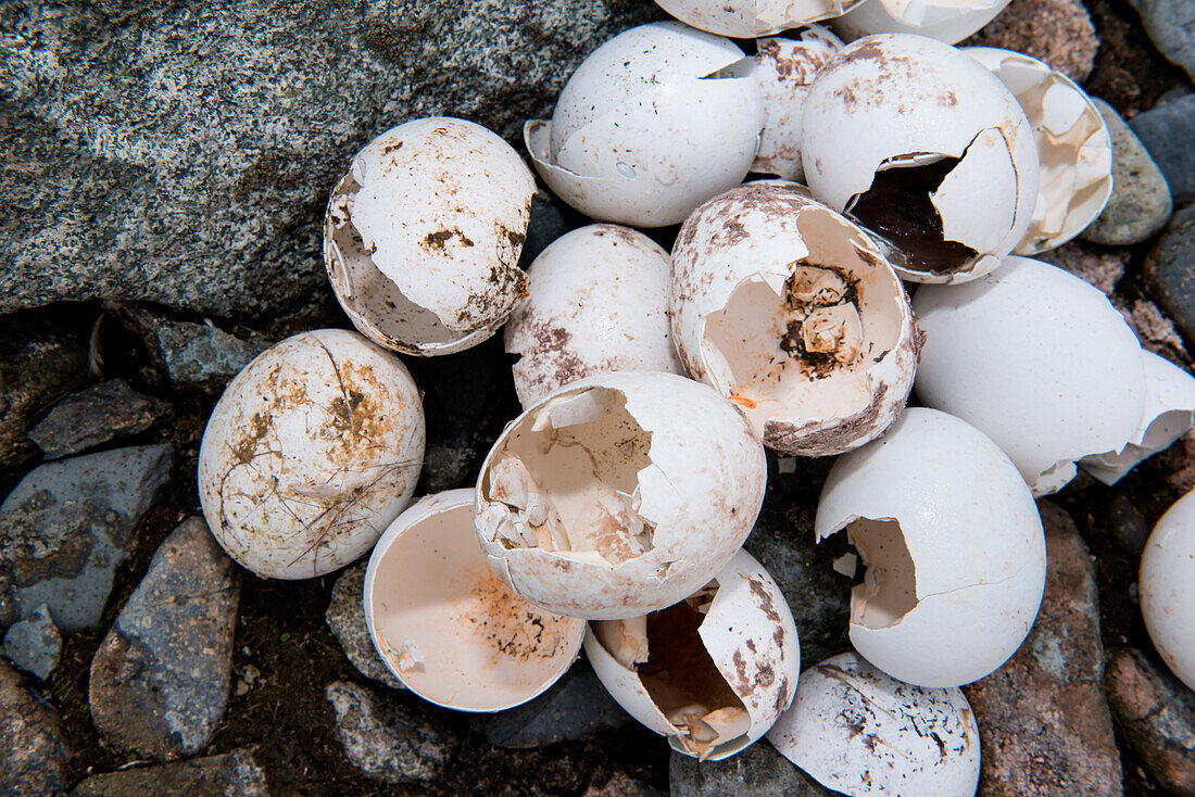 Aufgebrochene Eier von Zügelpinguinen (Pygoscelis antarctica), Half Moon Island, Südshetland-Inseln, Antarktis