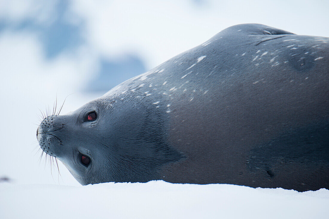 Weddell seal (Leptonychotes weddellii), Half Moon Island, South Shetland Islands, Antarctica
