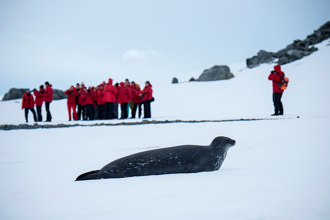 Weddell seal (Leptonychotes weddellii) and passengers expedition cruise ship MS Hanseatic (Hapag-Lloyd Cruises), Half Moon Island, South Shetland Islands, Antarctica