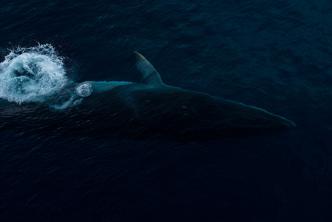 Minke whale seen from expedition cruise ship MS Hanseatic (Hapag-Lloyd Cruises), Paradise Bay (Paradise Harbor), Danco Coast, Graham Land, Antarctica