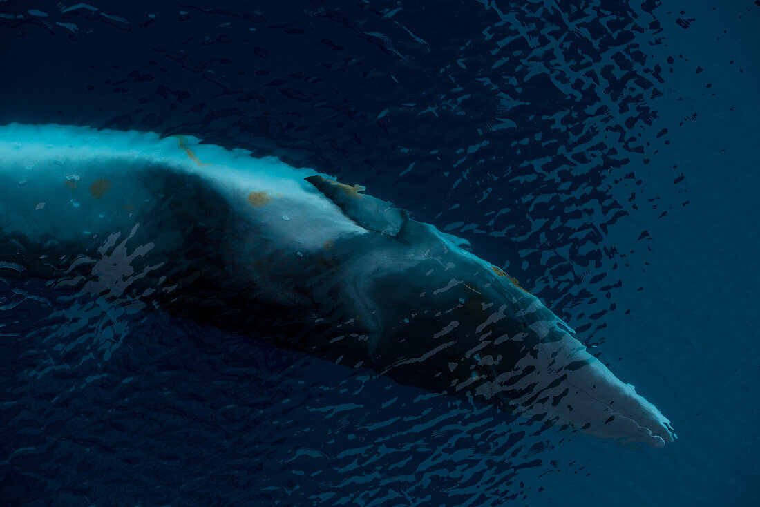 Minke whale seen from expedition cruise ship MS Hanseatic (Hapag-Lloyd Cruises), Paradise Bay (Paradise Harbor), Danco Coast, Graham Land, Antarctica