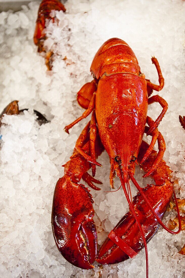 Lobster for sale in Alma, New Brunswick, Canada, North America