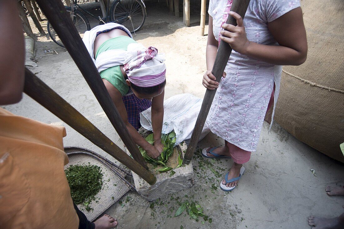 Assamese tribal village women, mother and daughters, crushing herb leaves in domestic stone mill, Majuli Island, Assam, India, Asia