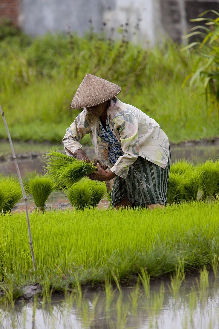 Farmer and the rice crop, Kerobokan, Bali, Indonesia, Southeast Asia, Asia