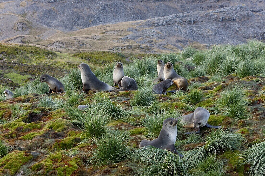 Antarctic fur seals (Arctocephalus gazella), Husvik Island, Antarctic, Polar Regions