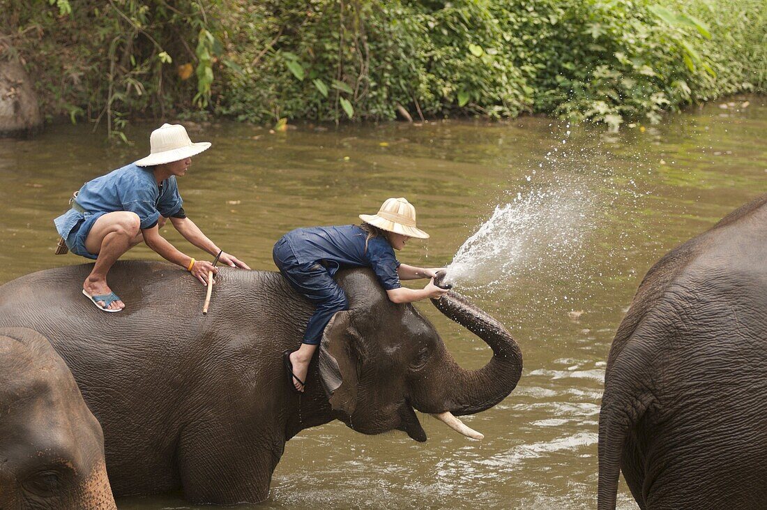 Elephant Conservation Center, Lampang, Thailand, Southeast Asia, Asia