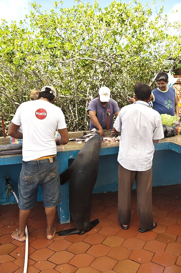 Sea lion steals scraps at the fish market, Puerto Ayora, Isla Santa Cruz (Santa Cruz island), Galapagos Islands, Ecuador, South America