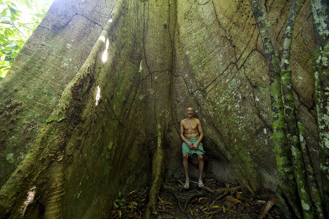 An old Arawak Indian in a rubber tree in the everglades of Belem, Brazil, South America