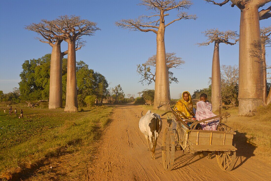 Ox cart at the Avenue de Baobabs at sunrise, Madagascar, Africa