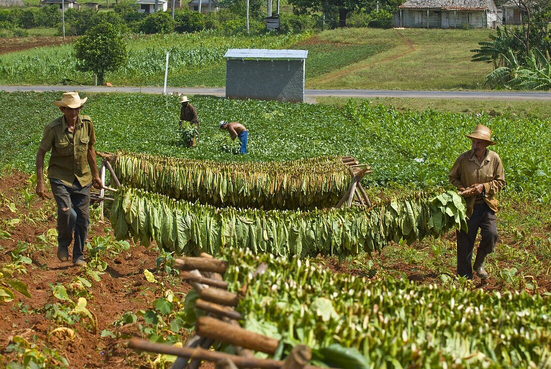 Farmers with tobacco leaves tied on pole for drying, Vinales. Cuba, West Indies, Caribbean, Central America