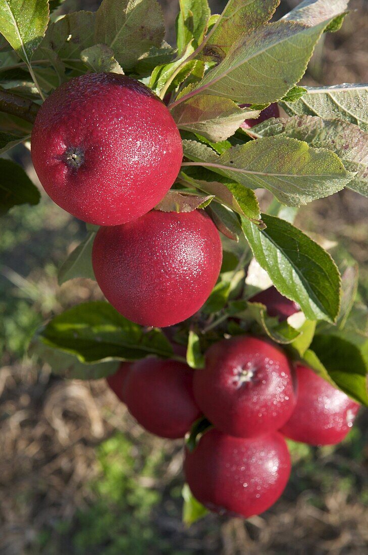Red Windsor apples, Somerset, England, United Kingdom, Europe