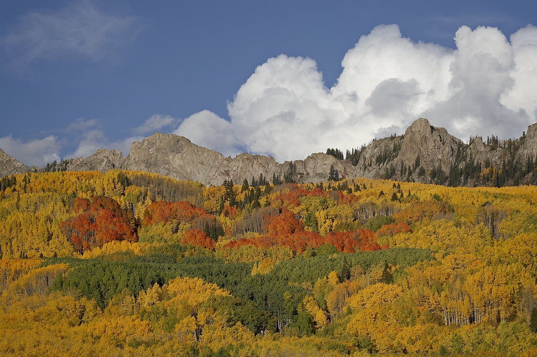 The Dyke with the fall colours, Grand Mesa-Uncompahgre-Gunnison National Forest, Colorado, United States of America, North America