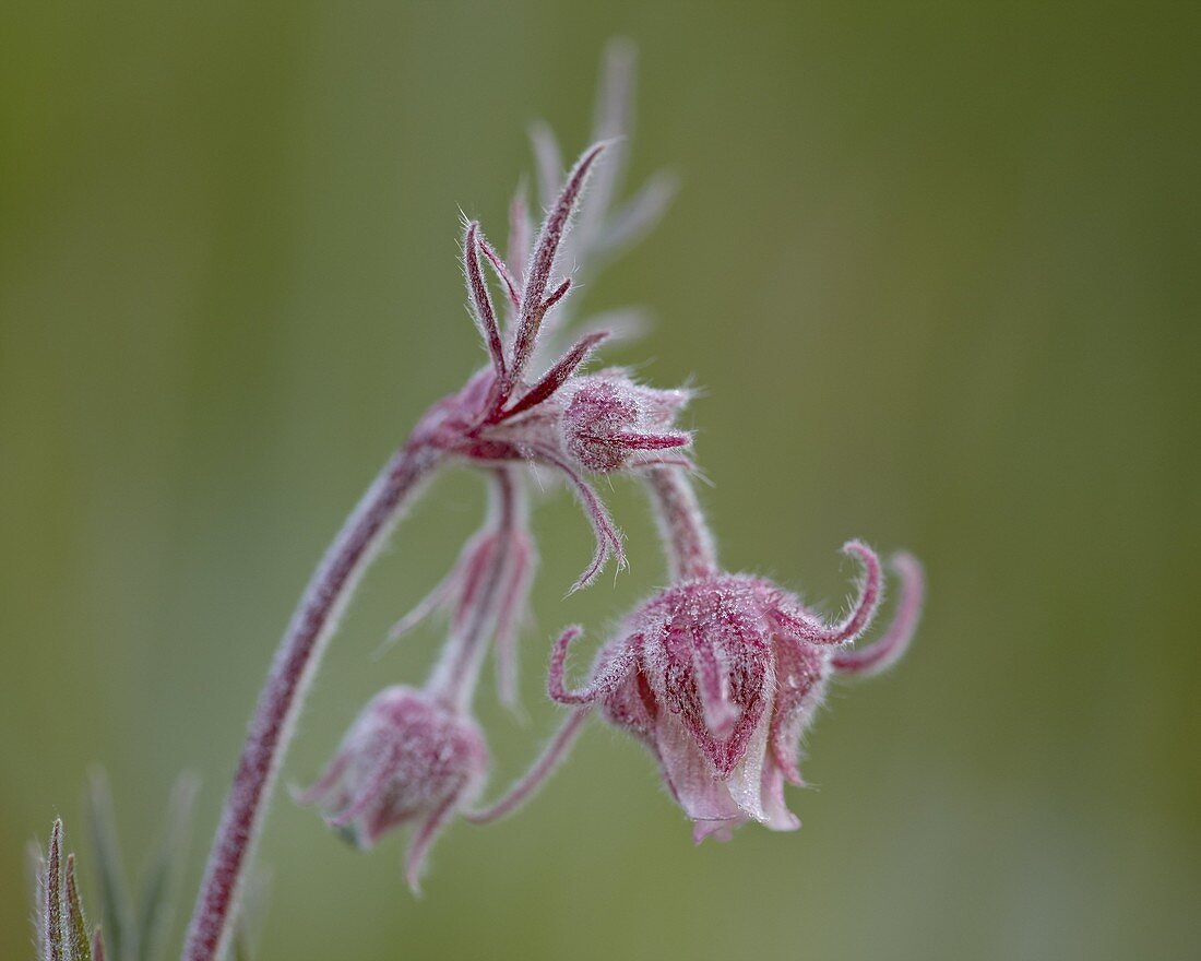 Prairie Smoke (purple avens) (Old Man's Whiskers) (Long-Plumed Avens) (Geum triflorum), Cottonwood Pass, Collegiate Peaks Wilderness, Gunnison National Forest, Colorado, United States of America, North America