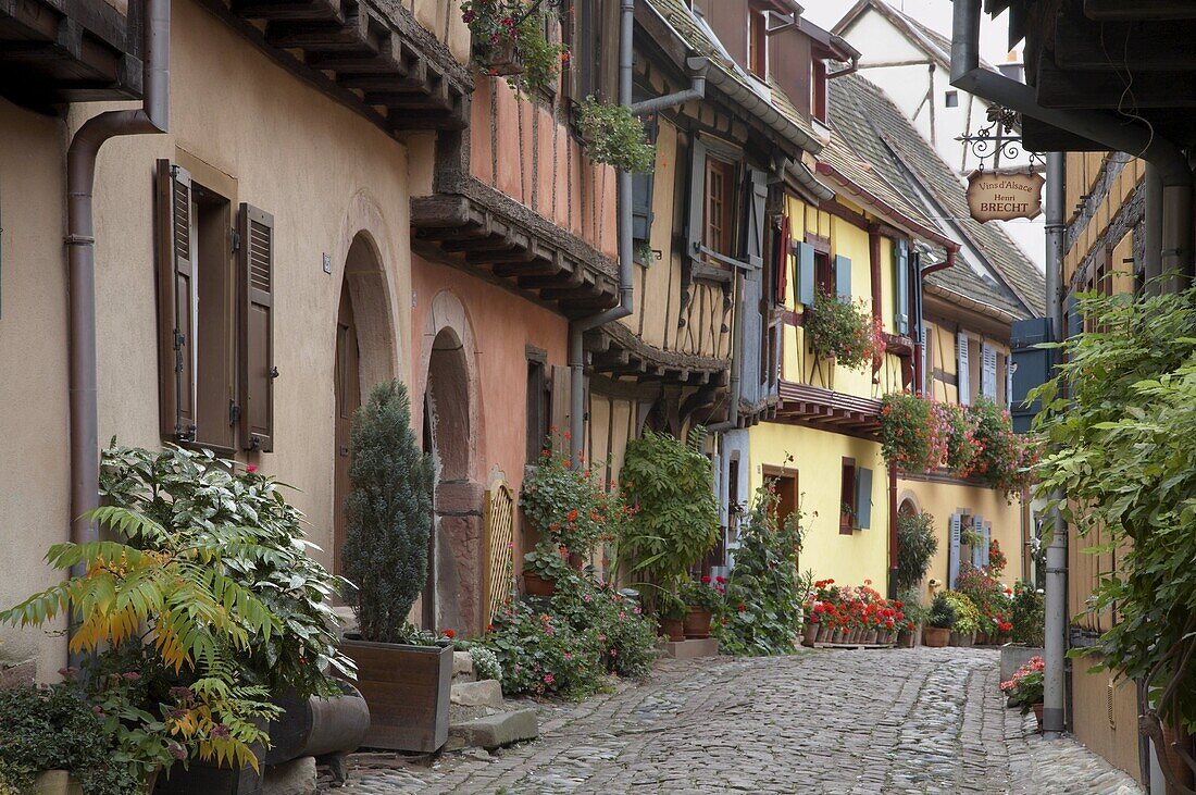 A street with traditional half-timbered houses in the charming village of  Eguisheim, Alsatian Wine Road, Haut Rhin, Alsace, France, Europe