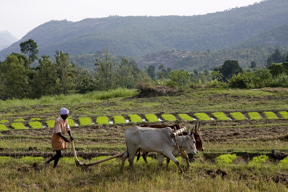 Ploughing an agricultural field, Marayoor, Kerala, India, Asia