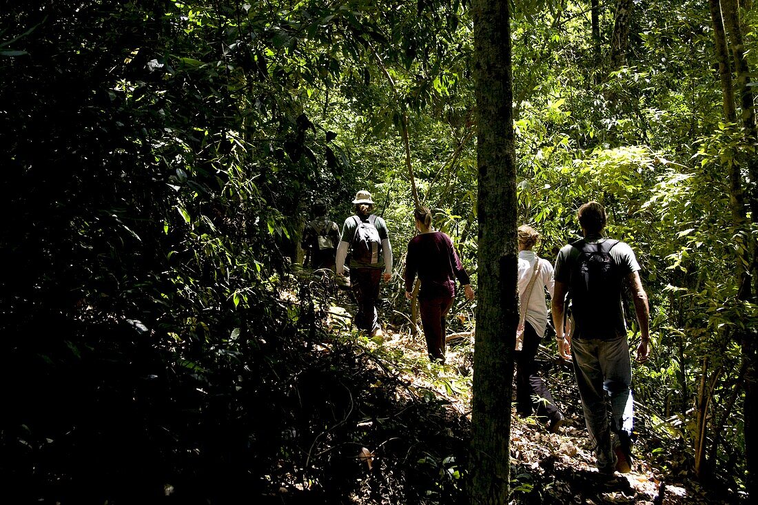 Trekking through the forest, Thekkady, Kerala, India, Asia