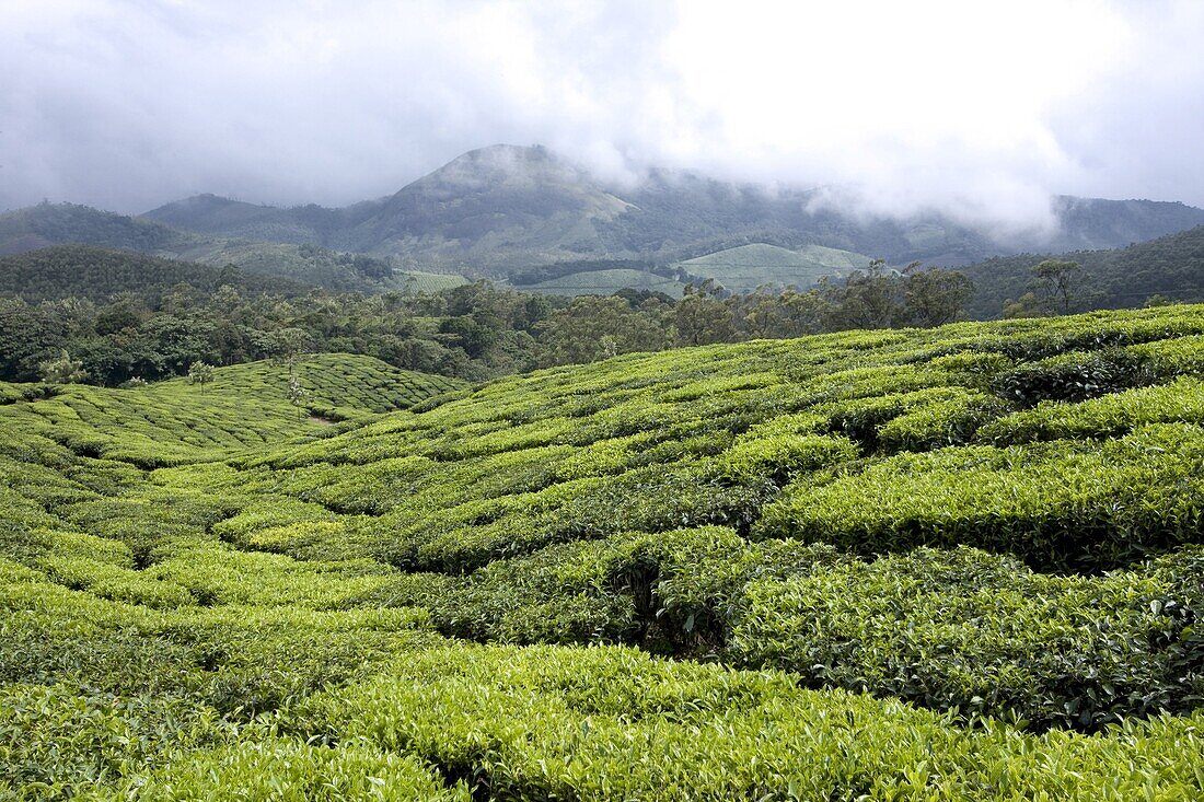 Tea gardens, Munnar, Kerala, India, Asia