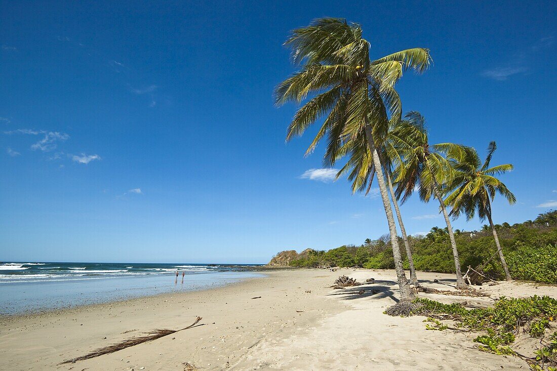 Palm trees on Playa Guiones beach, Nosara, Nicoya Peninsula, Guanacaste Province, Costa Rica, Central America
