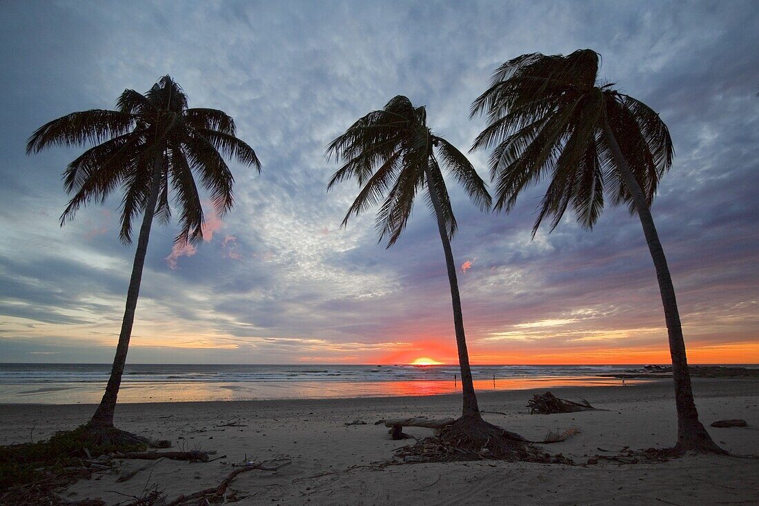 Sunset and palm trees on Playa Guiones beach, Nosara, Nicoya Peninsula, Guanacaste Province, Costa Rica, Central America