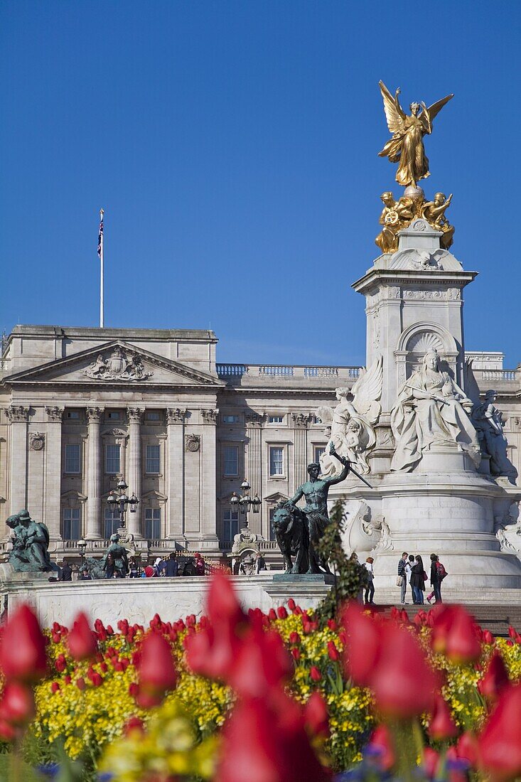 Tulips in front of Buckingham Palace and Victoria Memorial, London, England, United Kingdom, Europe