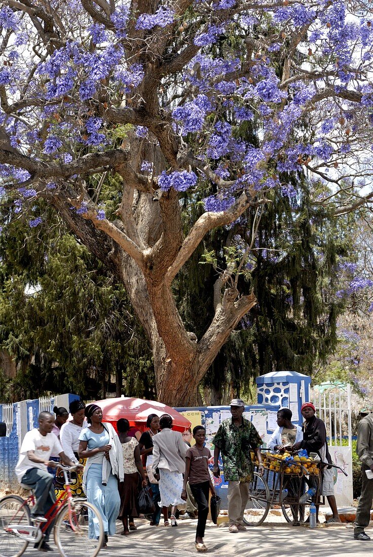 People buying and selling under a jacaranda tree, Iringa, Tanzania, East Africa, Africa