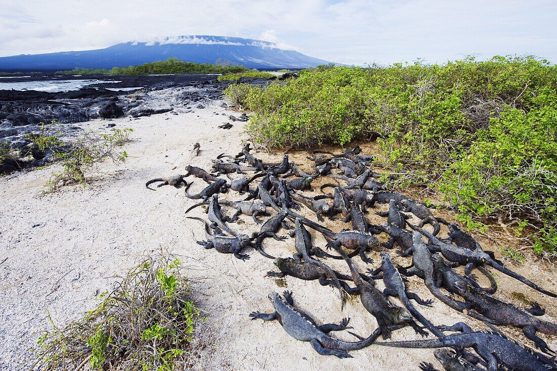 Marine iguanas (Amblyrhynchus cristatus), Isla Isabela, Galapagos Islands, UNESCO World Heritage Site, Ecuador, South America