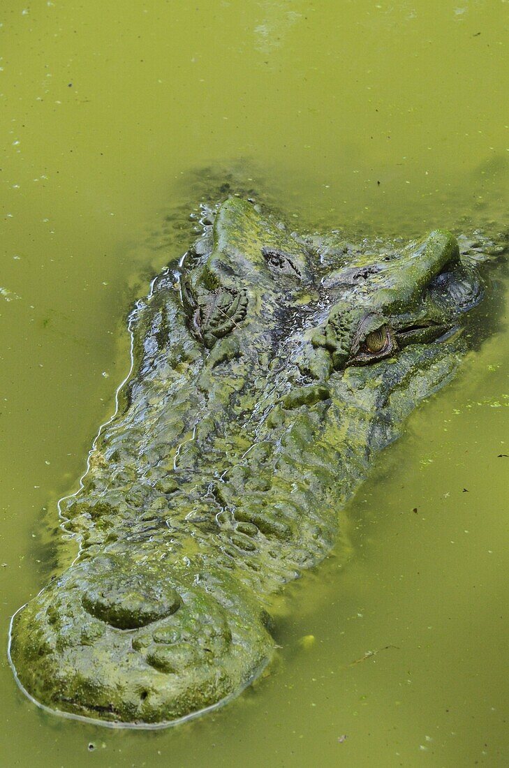 Saltwater or estuarine crocodile (Crocodylus porosus), Sarawak, Borneo, Malaysia, Southeast Asia, Asia