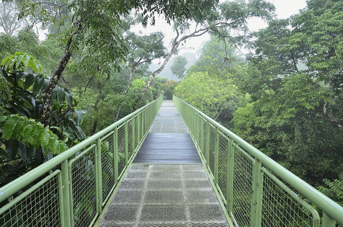 Canopy Walkway, Sepilok Rainforest Discovery Center, Sabah, Borneo, Malaysia, Southeast Asia, Asia
