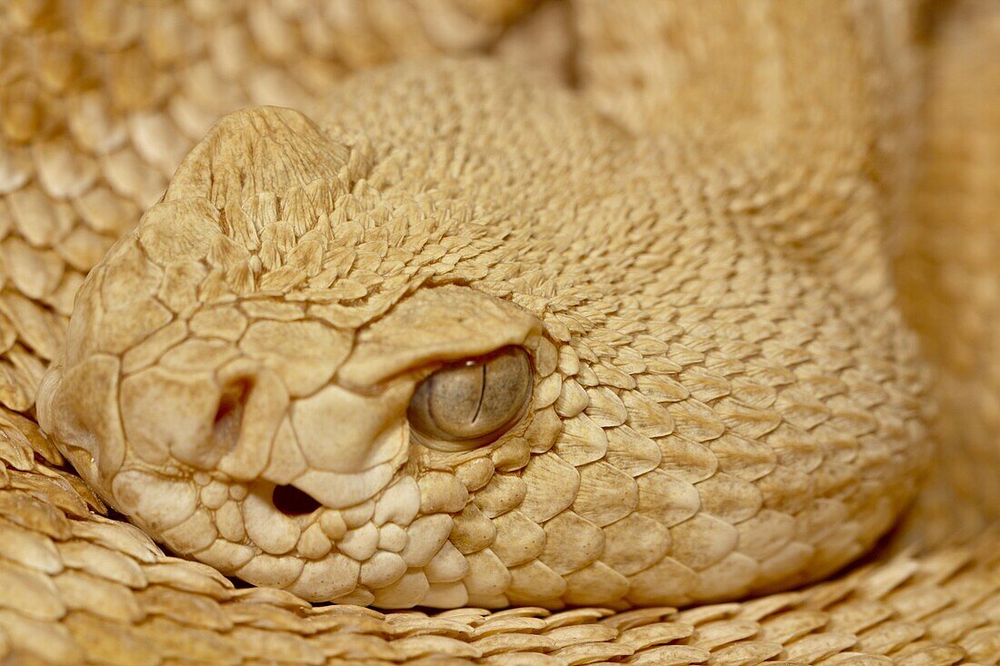 Hypomelanistic Western diamond-back rattlesnake (Western diamondback rattlesnake) (Crotalus atrox) in captivity, Arizona Sonora Desert Museum, Tucson, Arizona, United States of America, North America