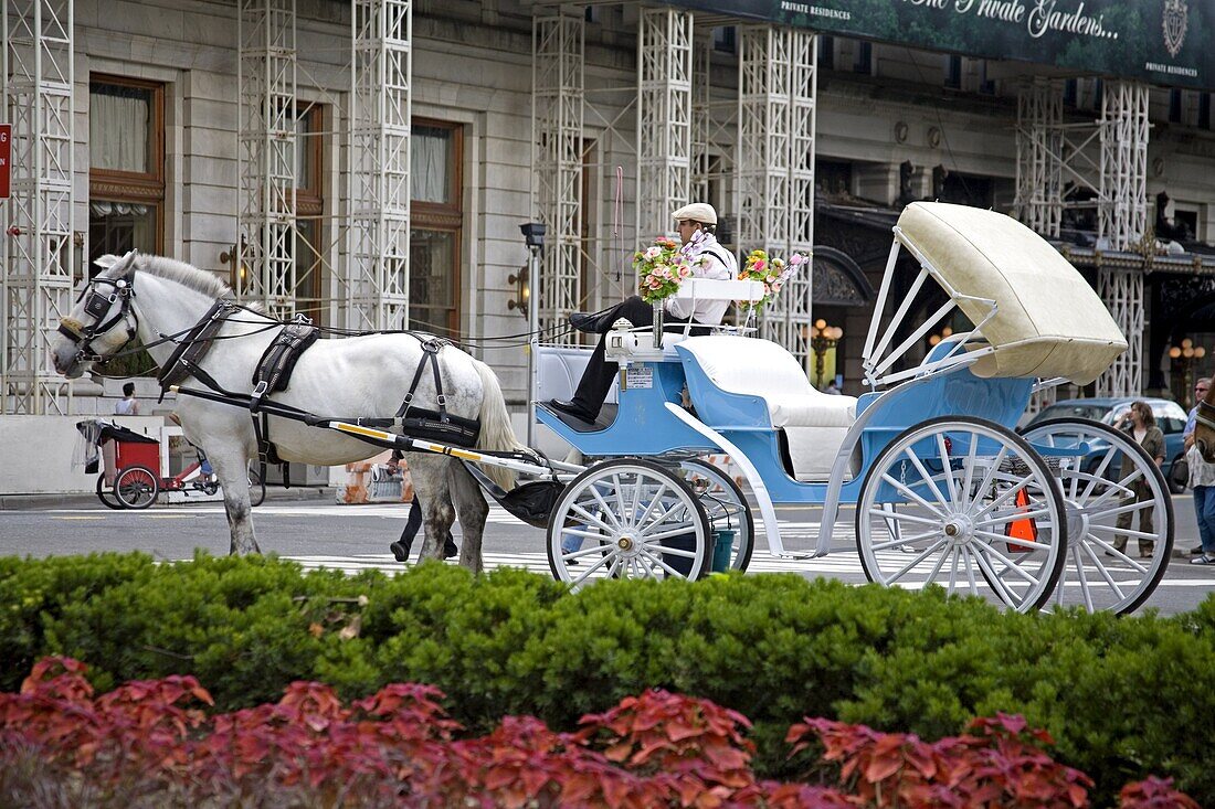 Horse carriage, Central Park, New York City, New York, United States of America, North America