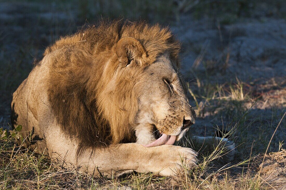 Lion (Panthera leo), Savute Channel, Linyanti, Botswana, Africa