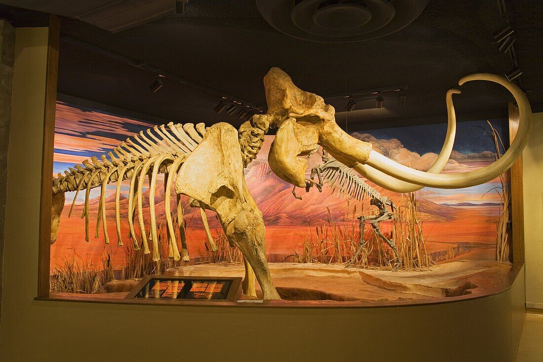 Mammoth skeleton from the Pleistocene Ice Age at the Nevada State Museum, Carson City, Nevada, United States of America, North America