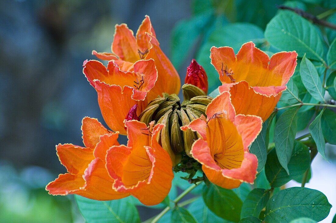 Spathodea campanulata (Afrikanischer Tulpenbaum), leuchtend orangefarbene tropische Blüten im Januar, Ostkuba, Kuba, Westindien, Mittelamerika