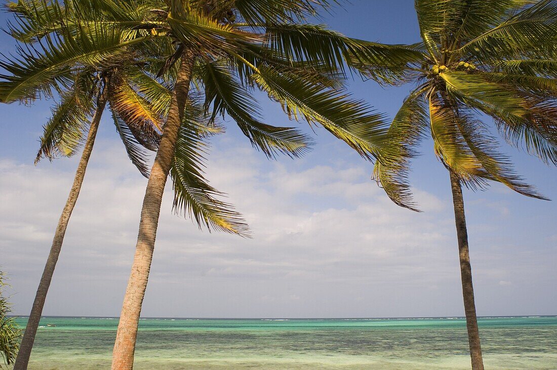 Palm trees above emerald sea, Pingwe, Zanzibar, Tanzania, East Africa, Africa