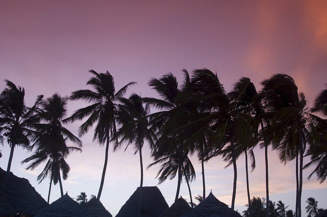 Palm trees and traditional thatched roofs in silhouette at sunset, Paje, Zanzibar, Tanzania, East Africa, Africa