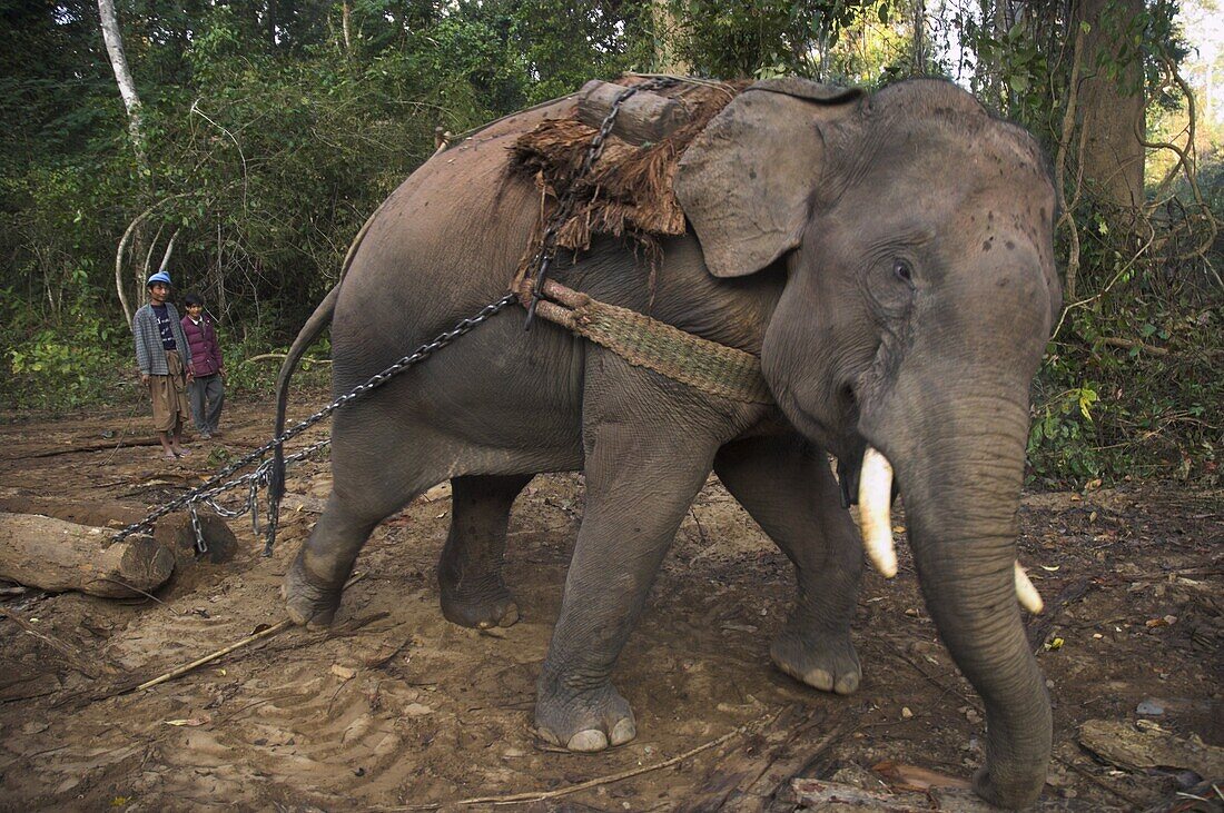 Elephant at work towing two teak logs in forest, near Lebin, Shan State, Myanmar (Burma), Asia