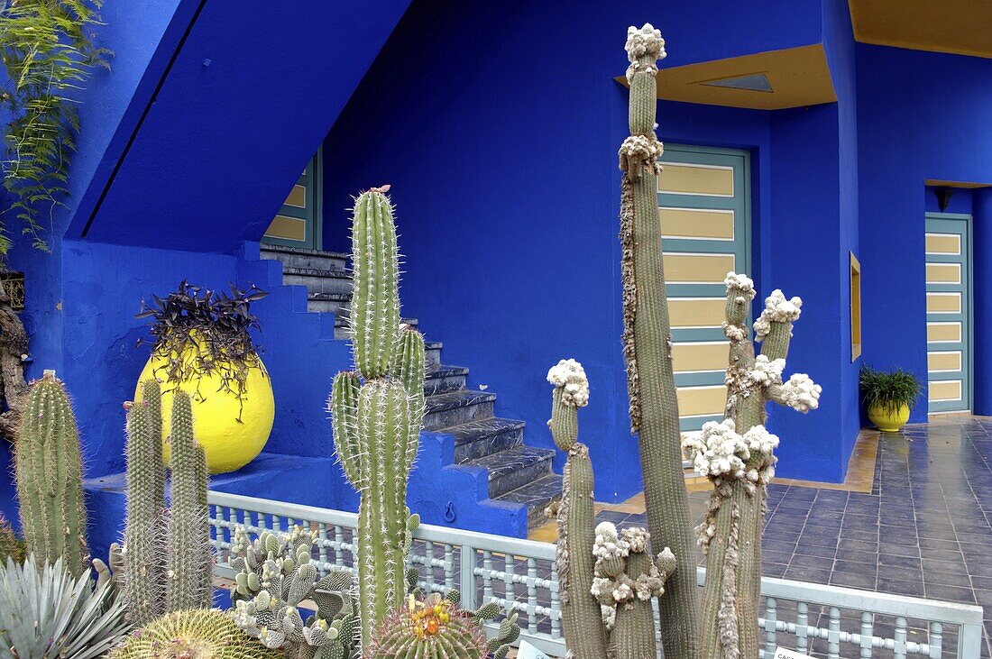 Cacti in the Majorelle Garden, created by the French cabinetmaker Louis Majorelle, and restored by the couturier Yves Saint-Laurent, Marrakesh, Morocco, North Africa, Africa