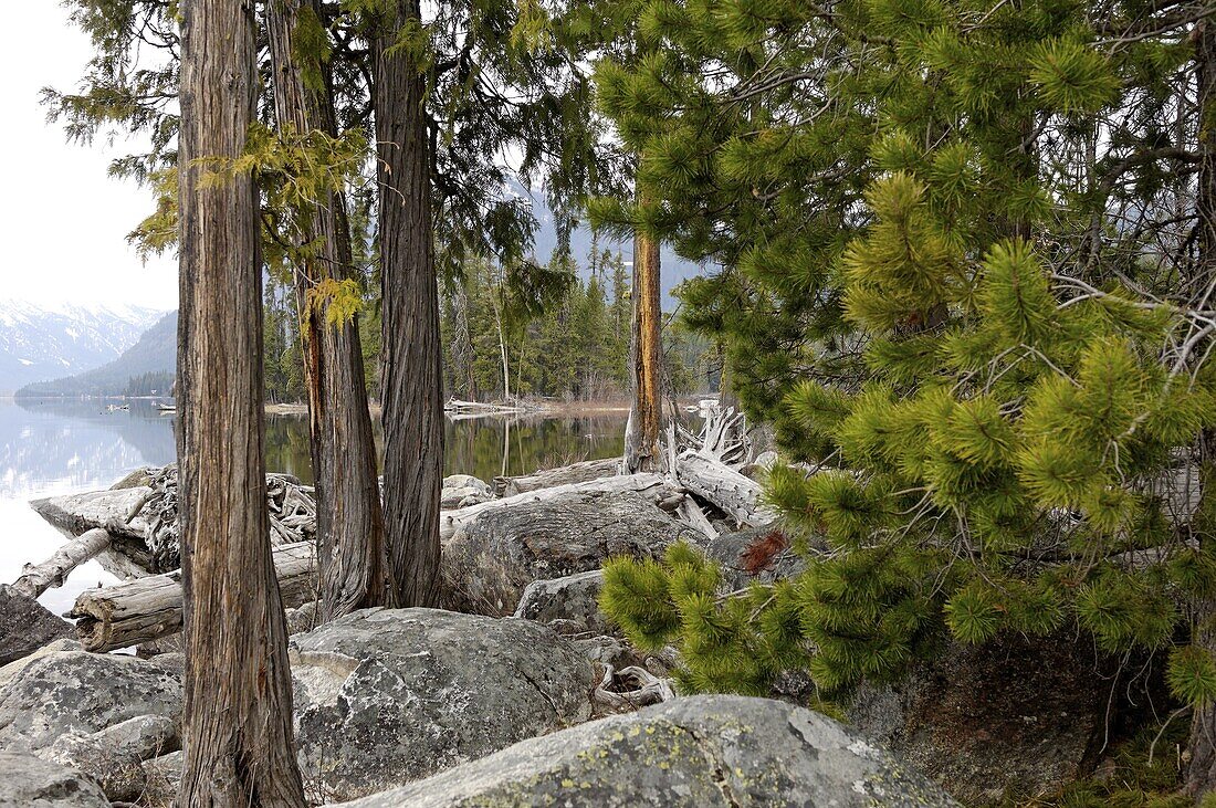 Banks of the Wenatchee River, Leavenworth area, Washington State, United States of America, North America