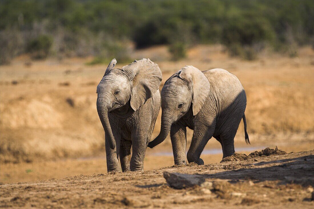 Baby elephants, Loxodonta africana, playing in Addo Elephant National Park, Eastern Cape, South Africa, Africa