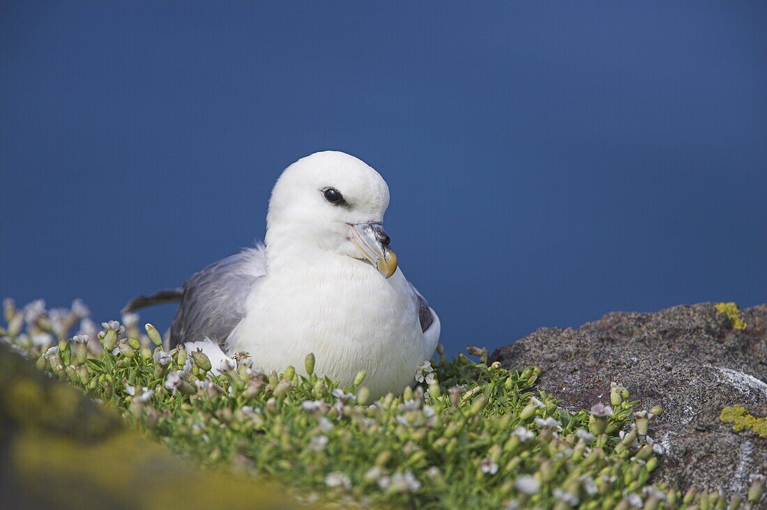 Fulmar, Fulmarus glacialis, Isle of May, Fife, Scotland, United Kingdom, Europe