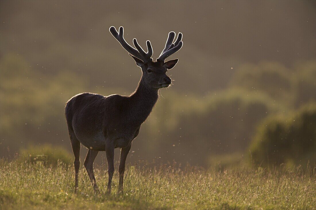 Red deer (Cervus elaphus), stag in velvet, Grasspoint, Mull, Inner Hebrides, Scotland, United Kingdom, Europe