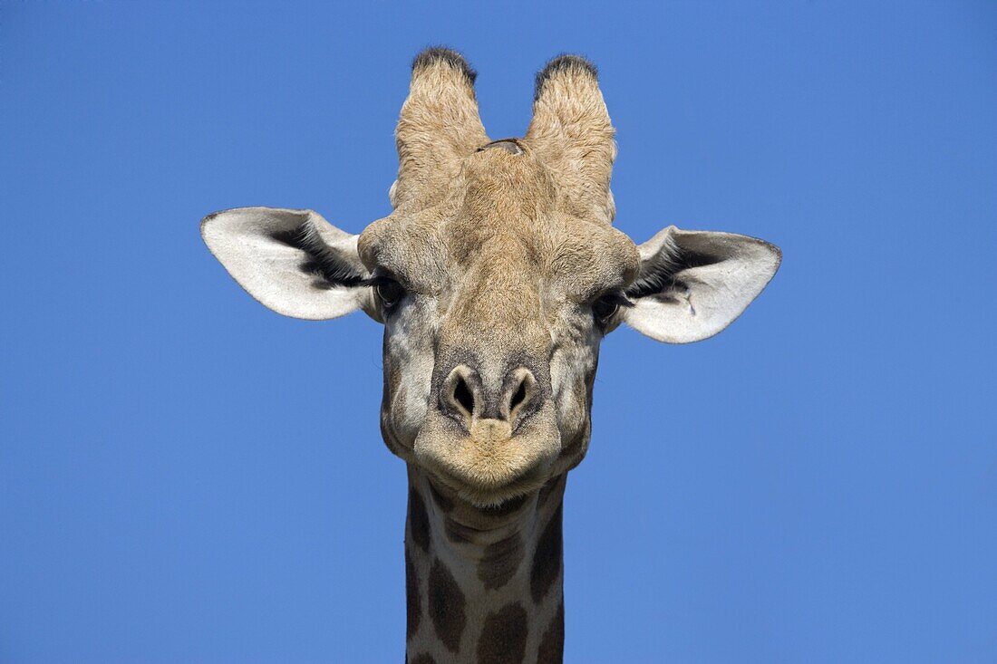 Giraffe (Giraffa camelopardalis), Kgalagadi Transfrontier Park, Northern Cape, South Africa, Africa