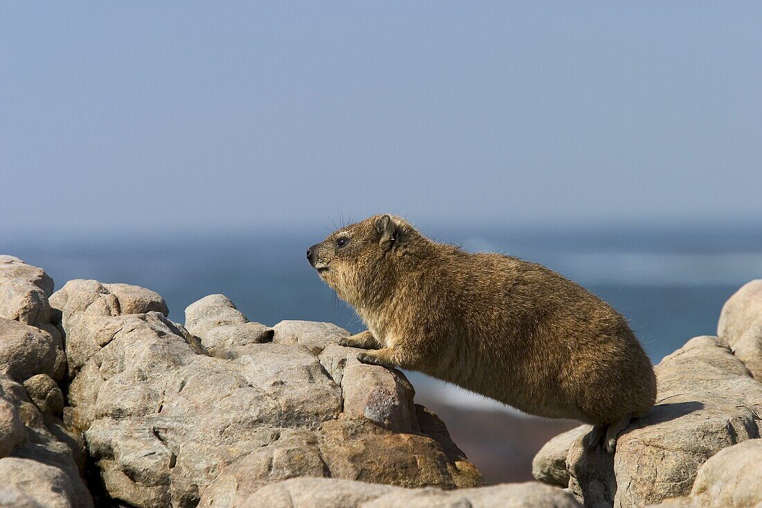 Rock dassie (Procavia capensi), National Park, Cape of Good Hope, South Africa, Africa