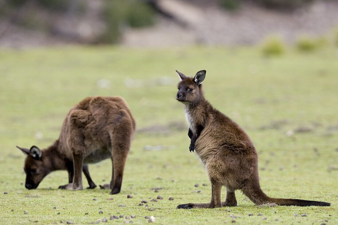 Kangaroo (Macropus fuliginosus), Kangaroo Island, South Australia, Australia, Pacific