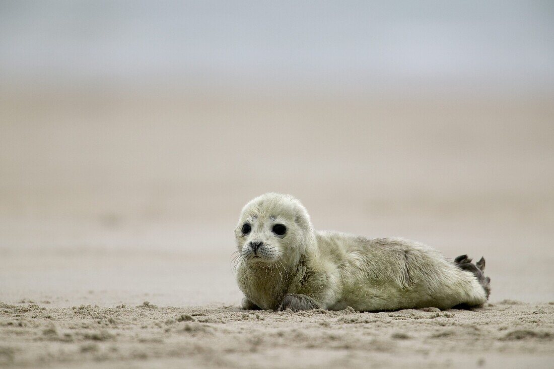 Harbor seal cub, Phoca vitulina, Heligoland, Germany, Europe