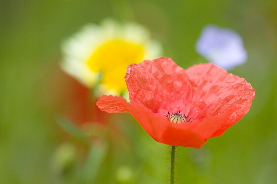 Common poppy (Papaver rhoeas), Bielefeld, Germany, Europe